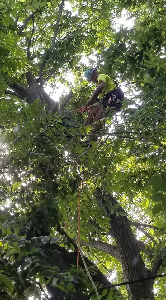 Top Notch Tree & Landscape | Knox County OH
