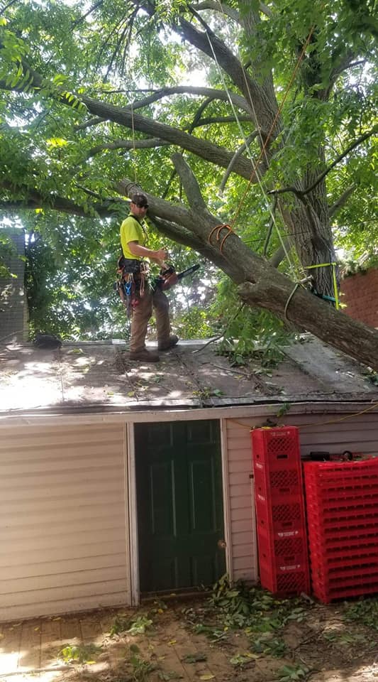 Top Notch Tree & Landscape | Knox County OH