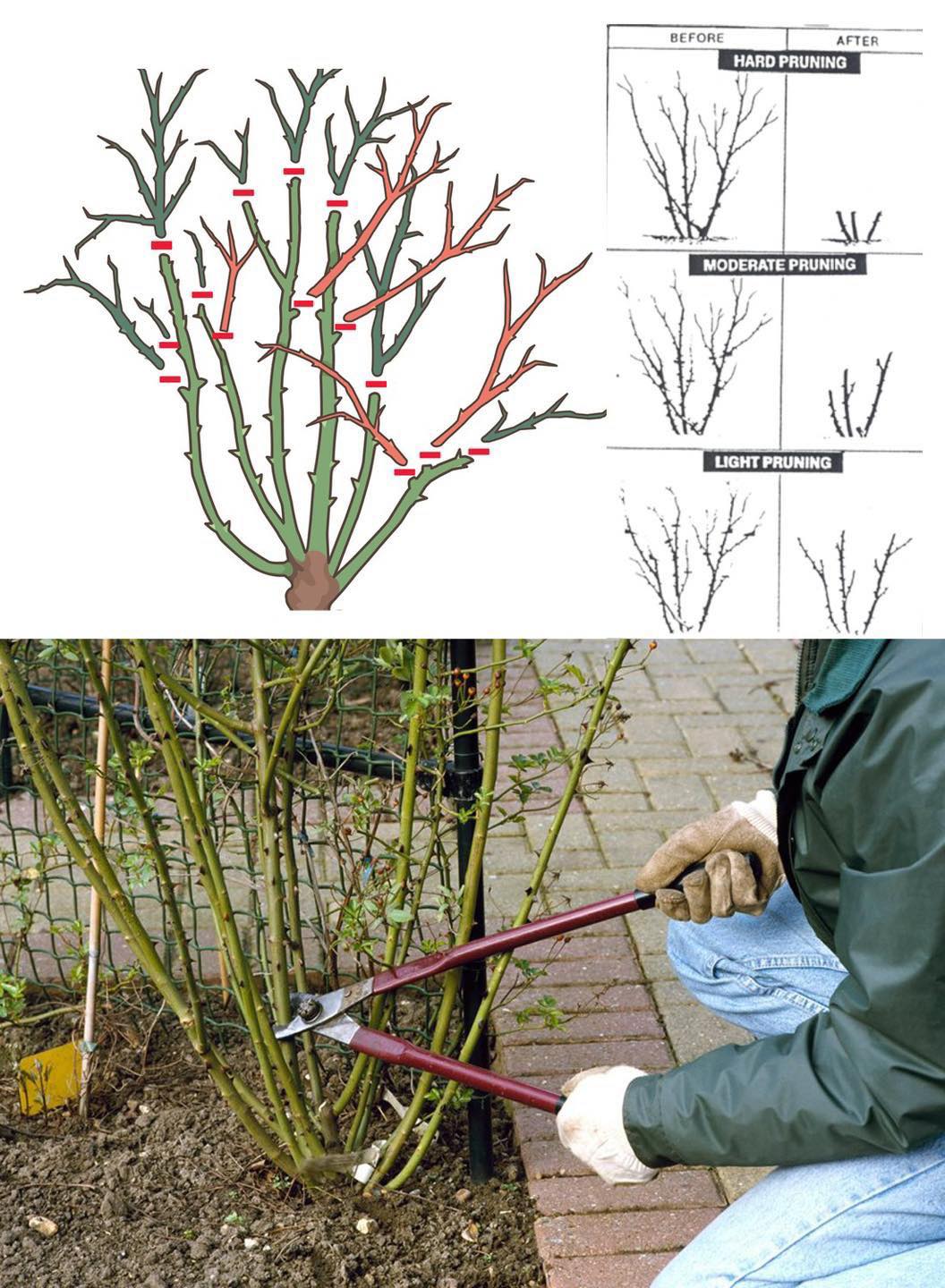 Plants and gardening - How(& When) to Prune Roses in 7 Simple Steps🌹 ...