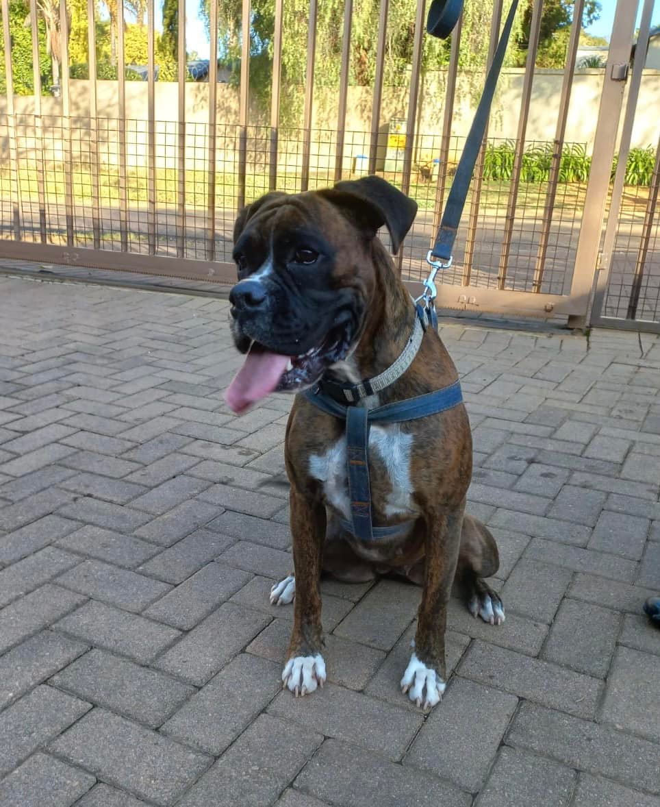 FOR ADOPTION: GAUTENG:... - Boxer Rescue South Africa