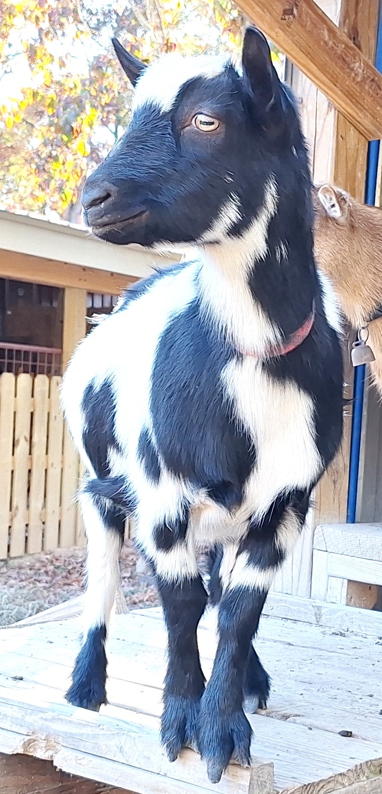 Nigerian Dwarf Dairy Goats on the Homestead | **Nigerian Goat Color ...