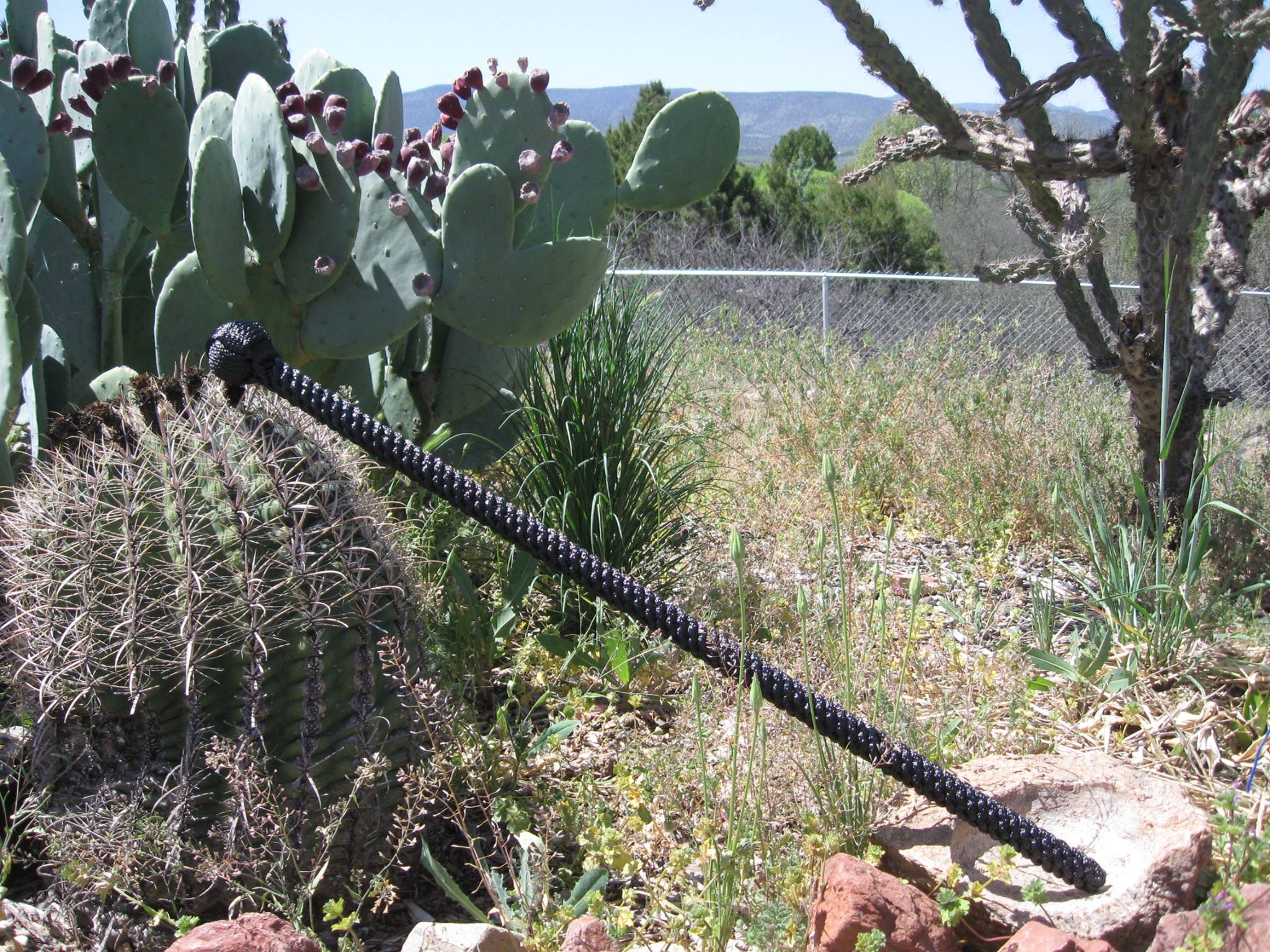 New custom build. A 36" beauty... Camp Verde Rope and Gear