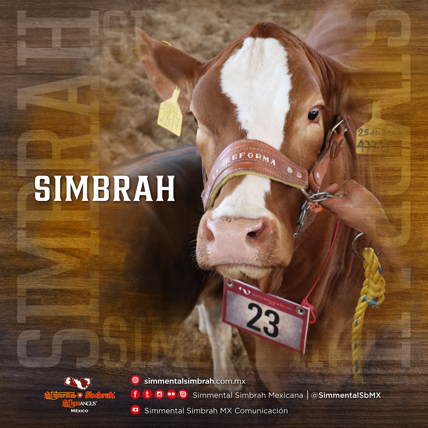 #Simbrah Es una raza que... - Simmental Simbrah Mexicana