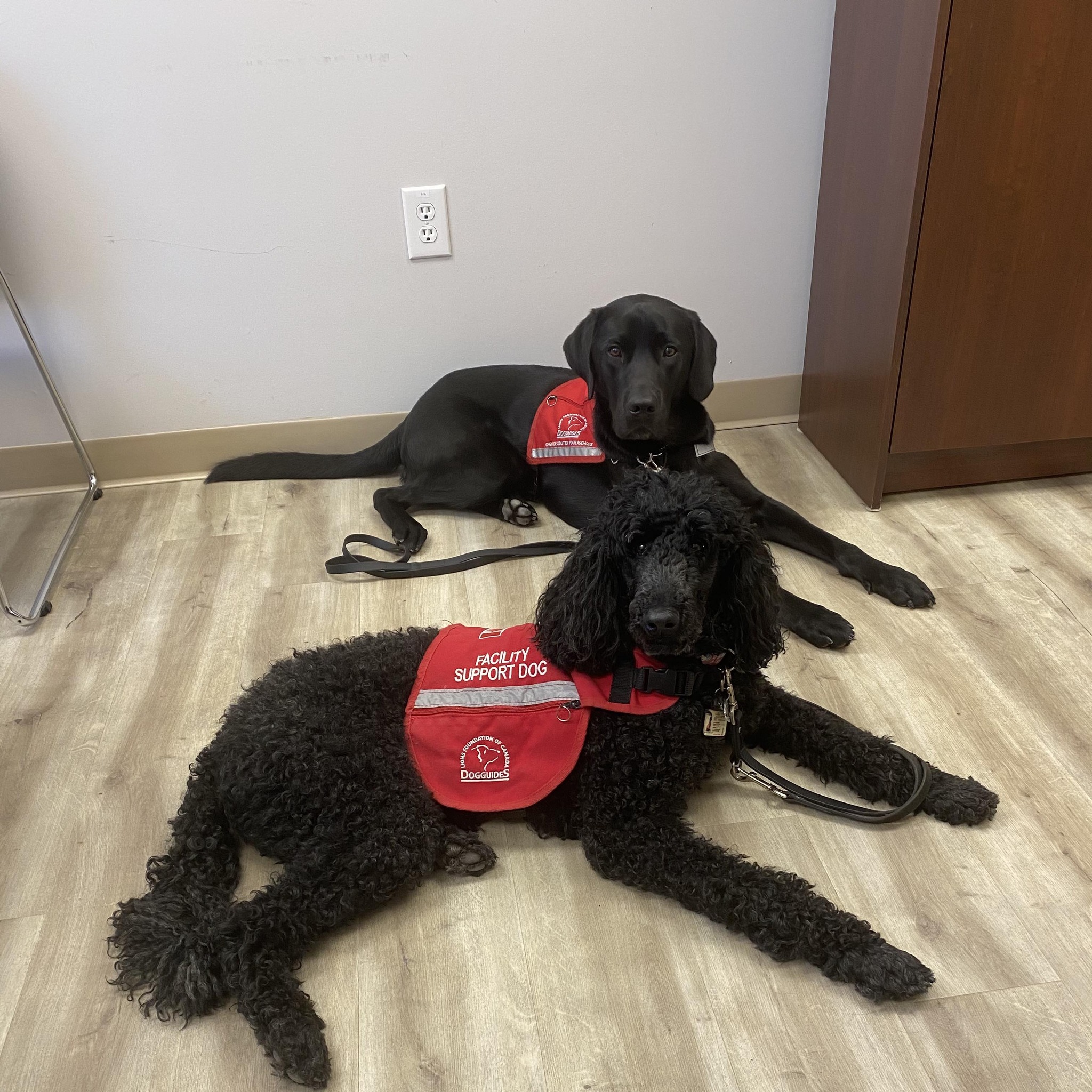 Justice Facility Dogs NB