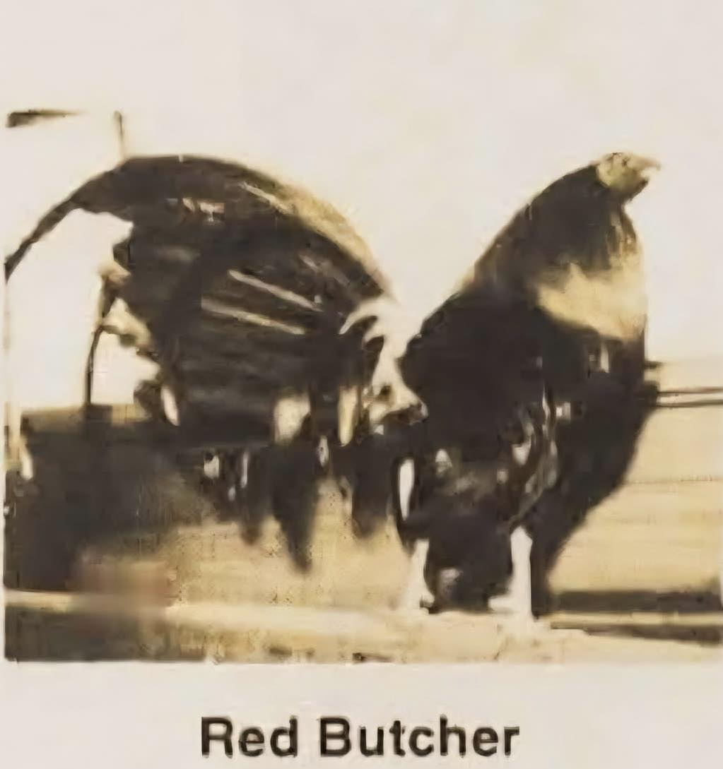 EL Gamefowl - The Red Butcher The Red Butcher is a... | Facebook