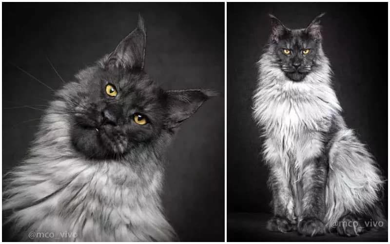 Pure Maine Coon Lovers, SSB ( Sabah, Sarawak, Brunei ) | Facebook