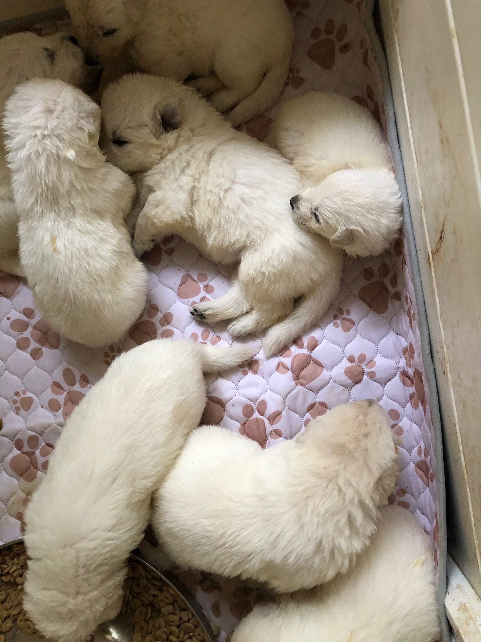 Ublong White Swiss Shepherd Dogs - ANKC