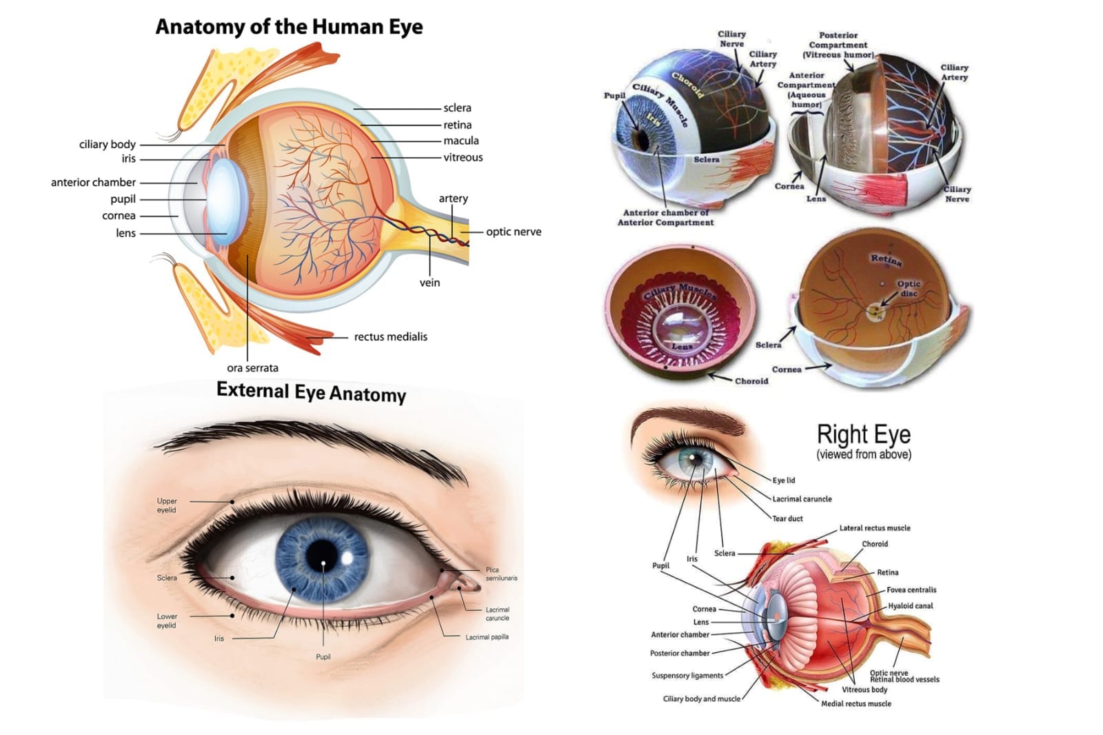 Opt... - Optometry student, collage of medicine & jnm hospital