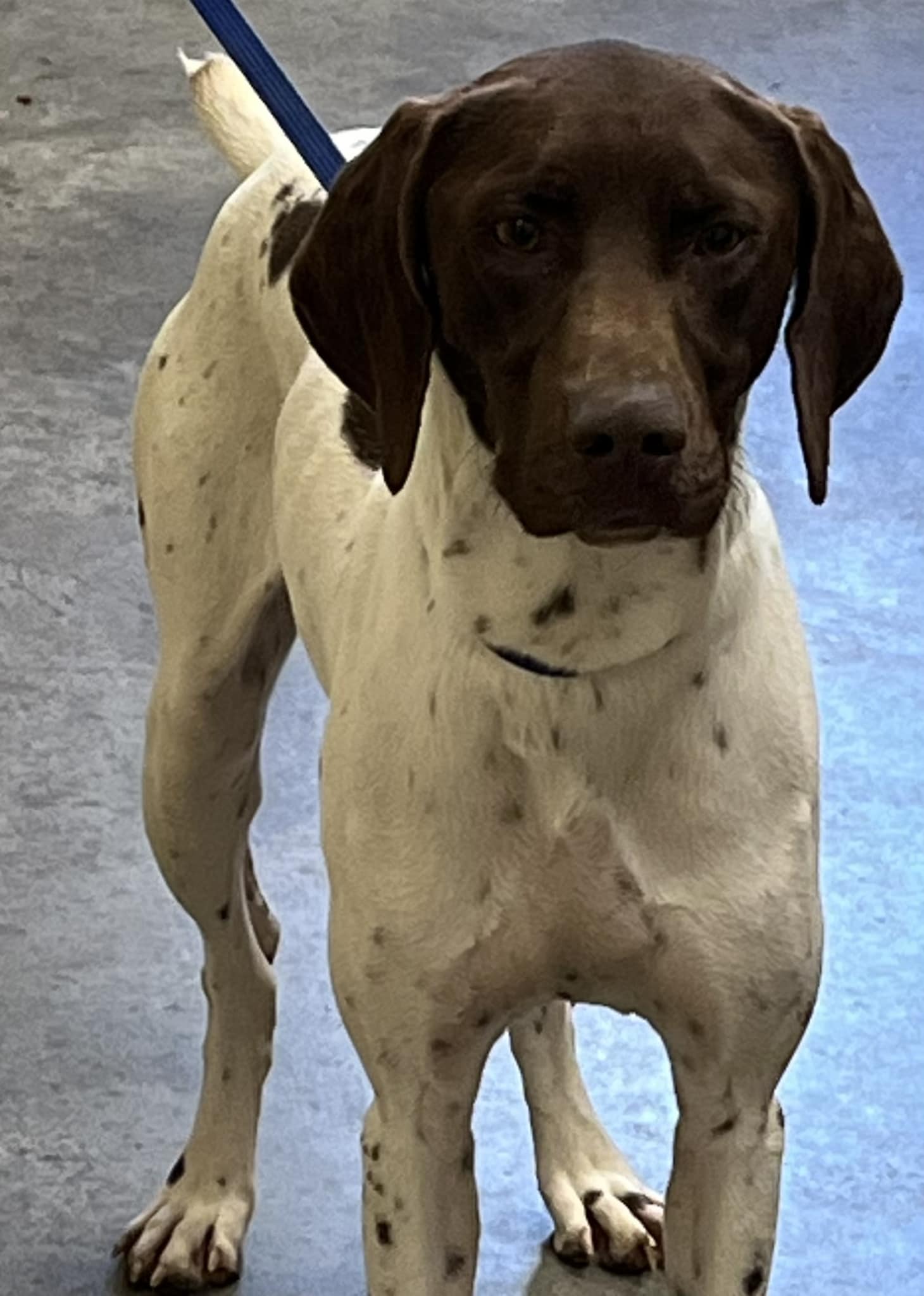 Galveston County Animal Resource Center | Texas City TX