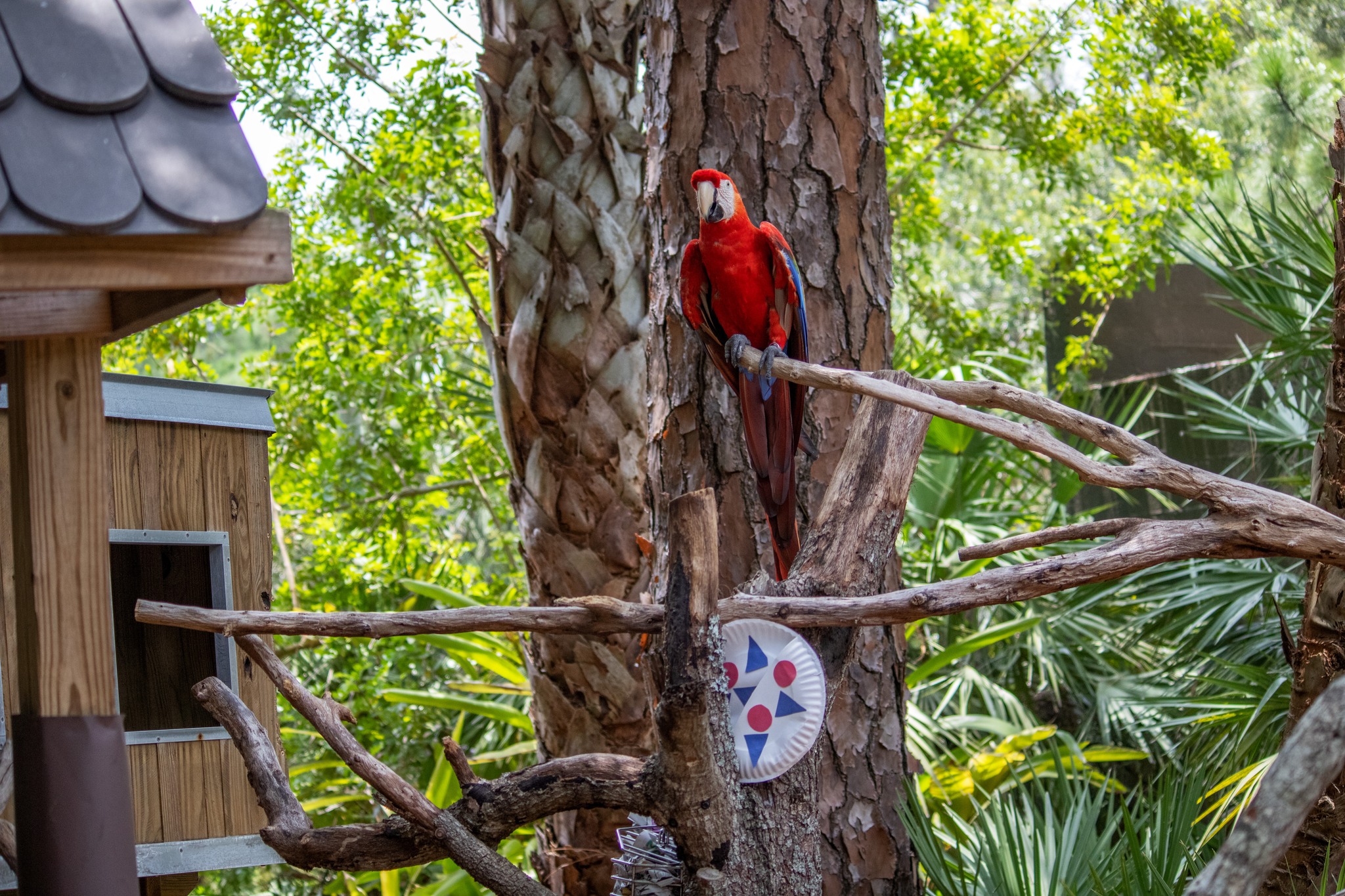 Brevard Zoo - Not quite done celebrating the Fourth of...