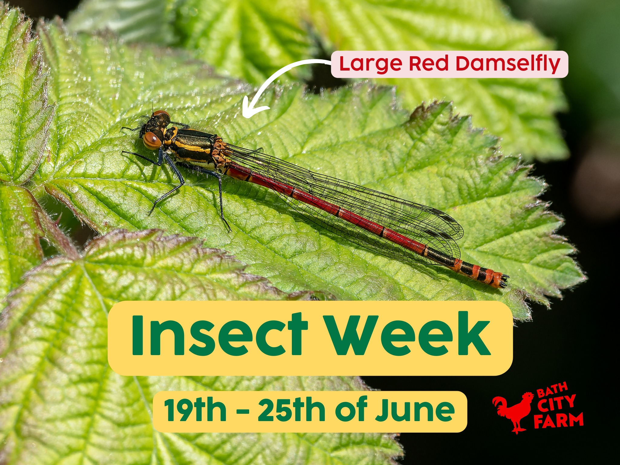 Bath City Farm - In celebration of National Insect Week,...