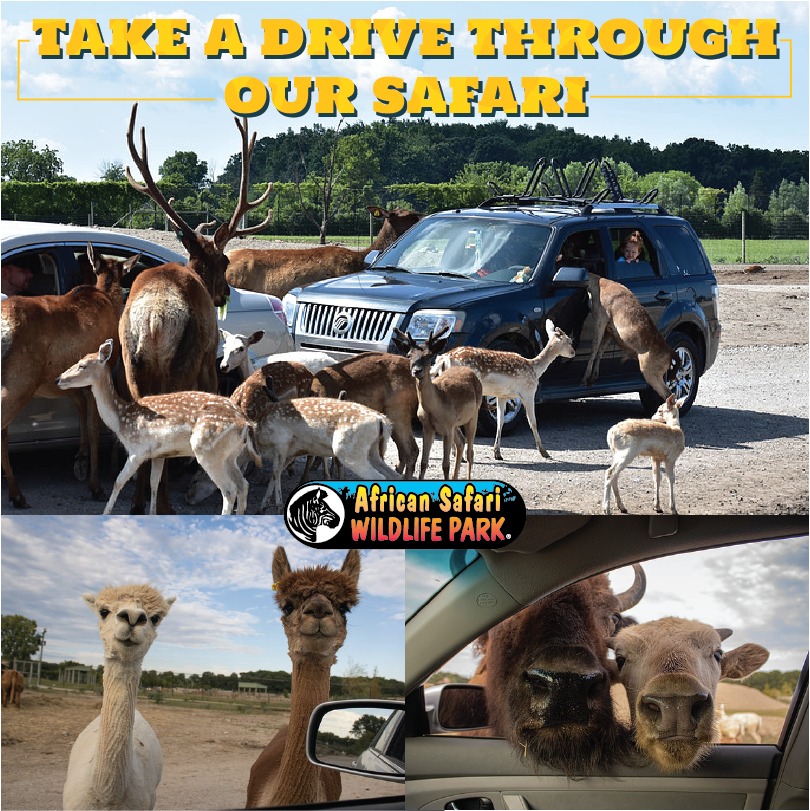 our-drive-thru-safari-african-safari-wildlife-park