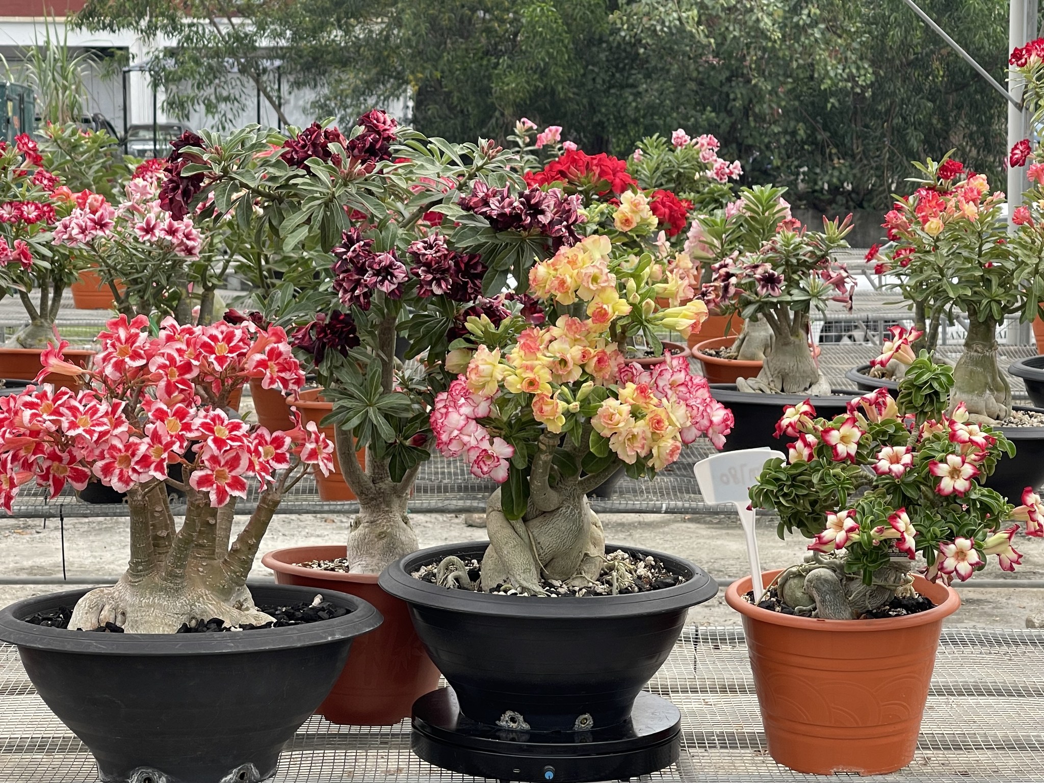Lover Legend Adenium 情人传奇（富贵花 / 沙漠玫瑰 ）002371726-X | Seri Kembangan