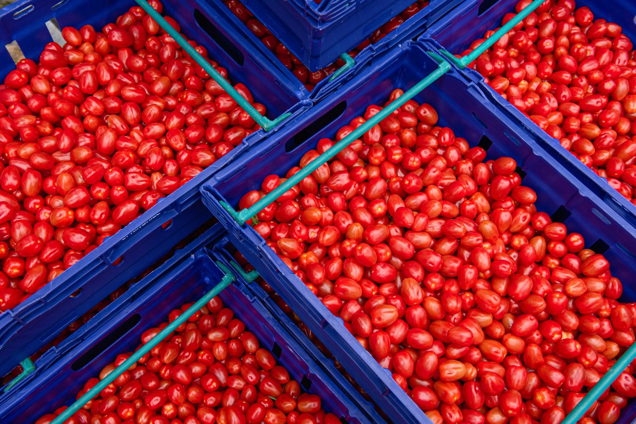 R & L Holt - The current tomato shortage in the UK has had...