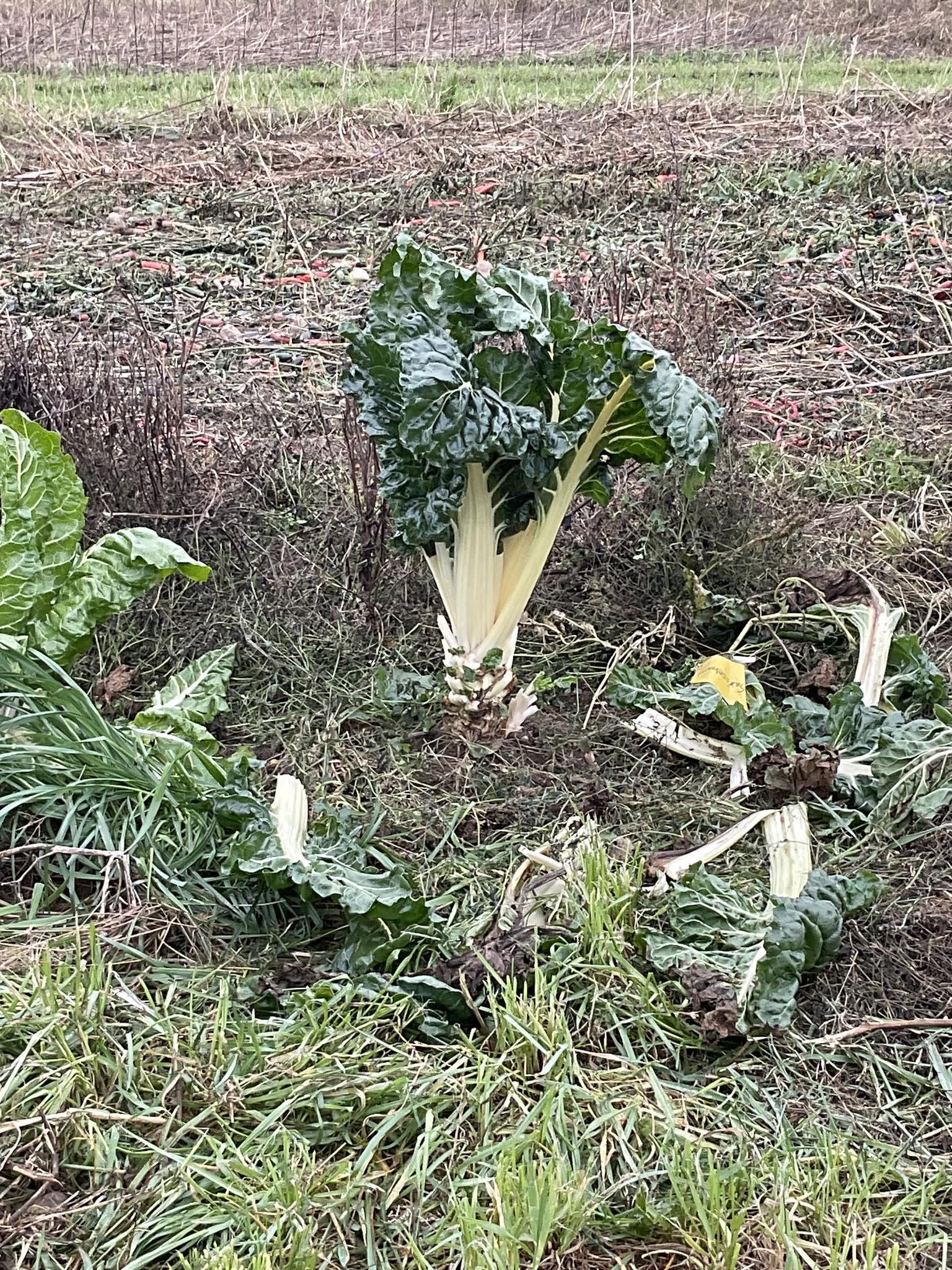 Wagner Farms | Rome NY