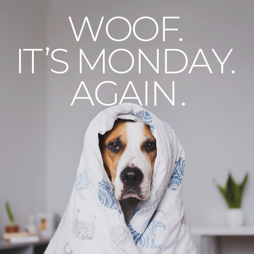 We know Mondays can be a bit ruff,... - National University | Facebook