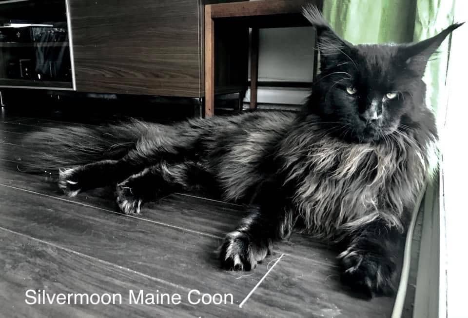 Silvermoon Maine Coon Photos Facebook