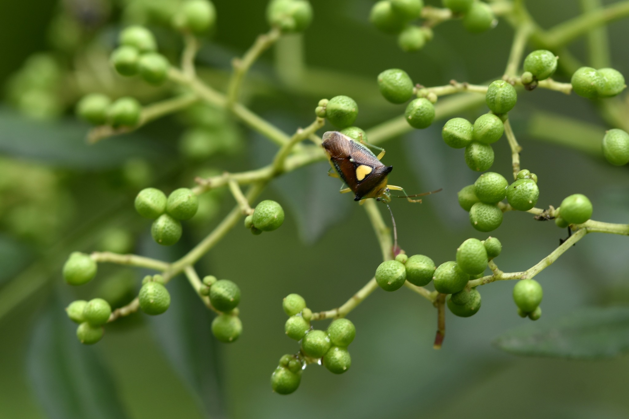 김봉겸 - 모성애가 강한 에사키뿔노린재 Sastragala esakii 산초나무 열매가 여물 때...