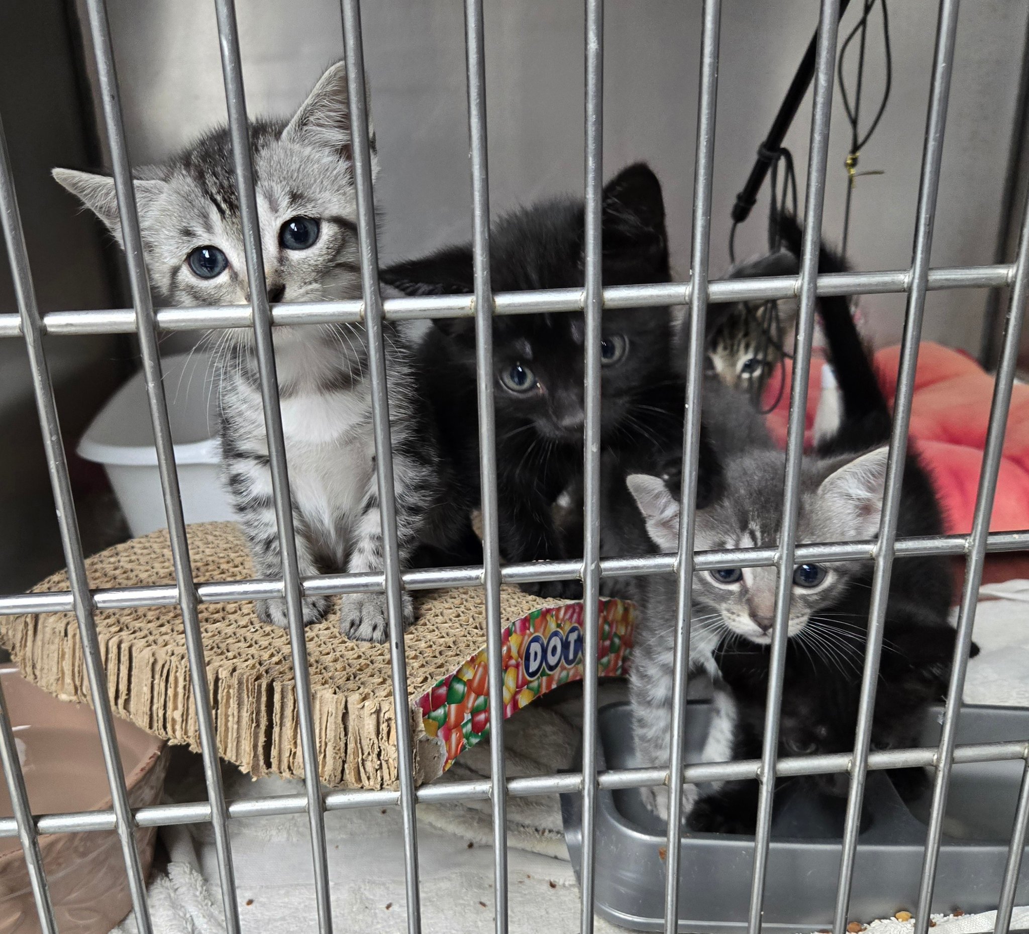Caring About The Strays