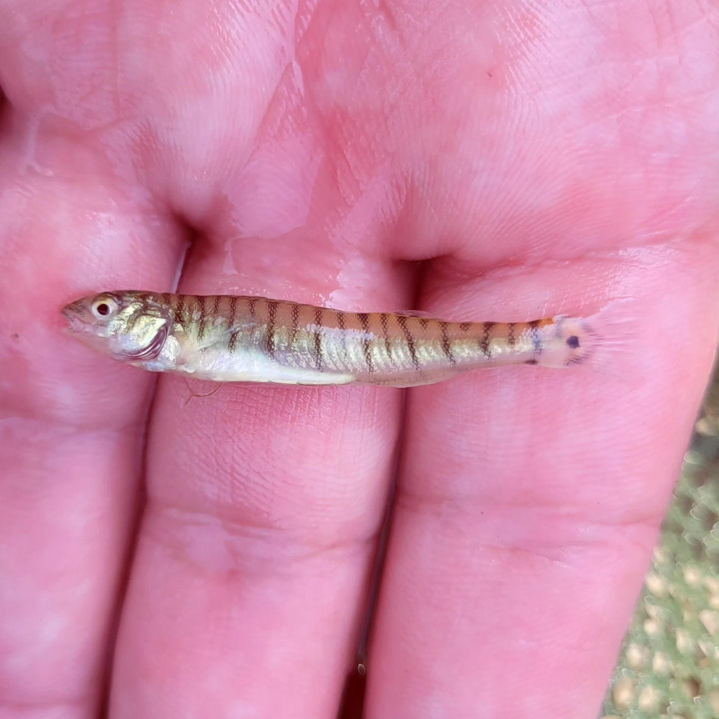 Native Fish Keepers