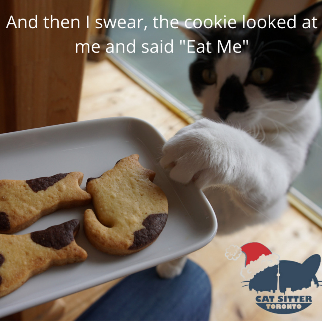 Cat Sitter Toronto Today we celebrate NationalCookieDay! What is your favorite cookie?
