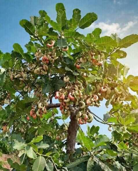 Pakistan - پاکستان میں کاجو کی کاشت کاجو (Cashew) ایک اہم خشک میوہ ہے ...