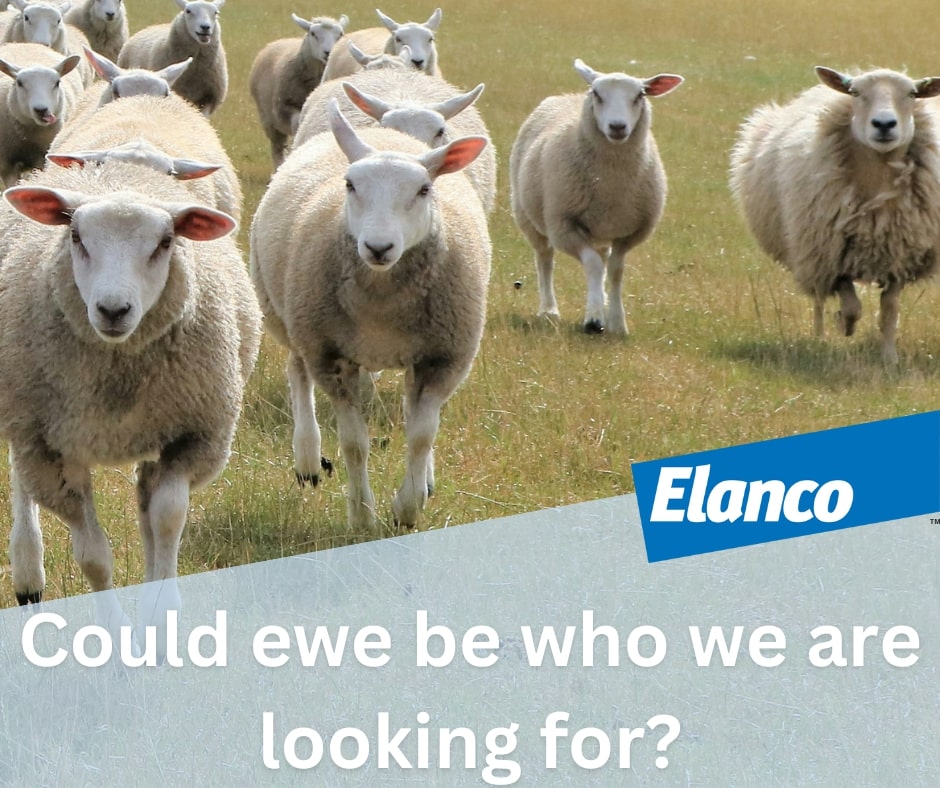 Murray - Ready to share your sheep farming story with the world? We’re ...