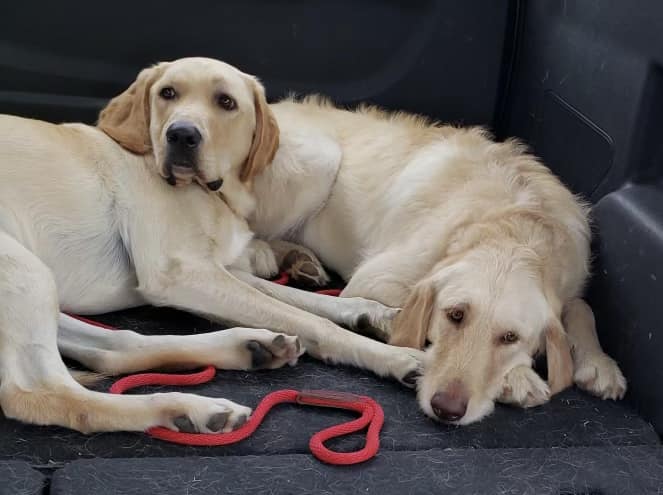 ‼️ UPDATE ‼️ADOPTED ‼️ These... - Heartland Lab Rescue