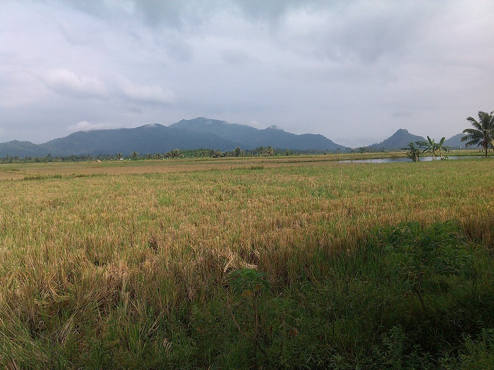 Berita Merasi