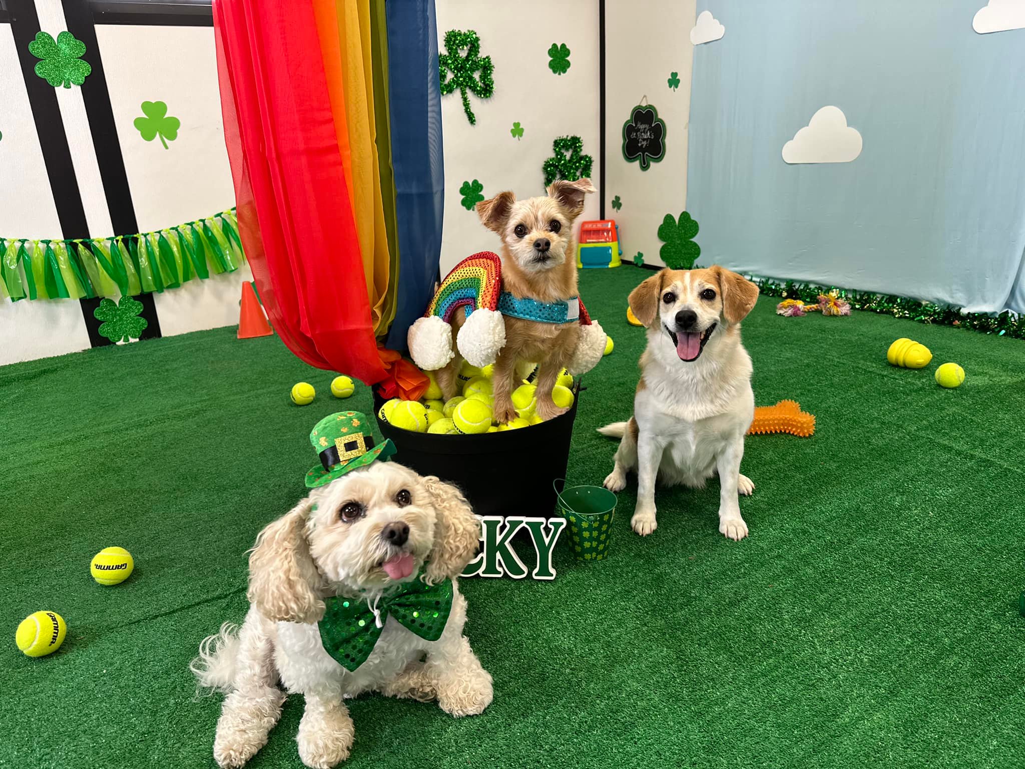 Dog's Day Out - OurBest Buds Teddy, Patsy, and Scout had a... | Facebook