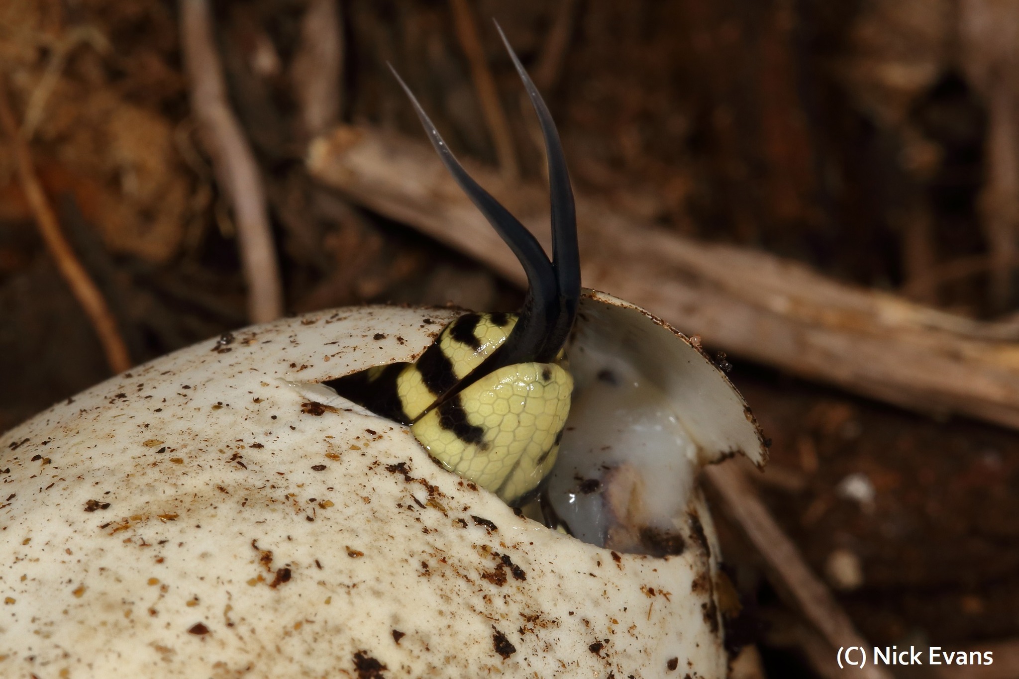 MONITOR LIZARDS HATCHING! I... - Nick Evans- Snake Rescuer | Facebook