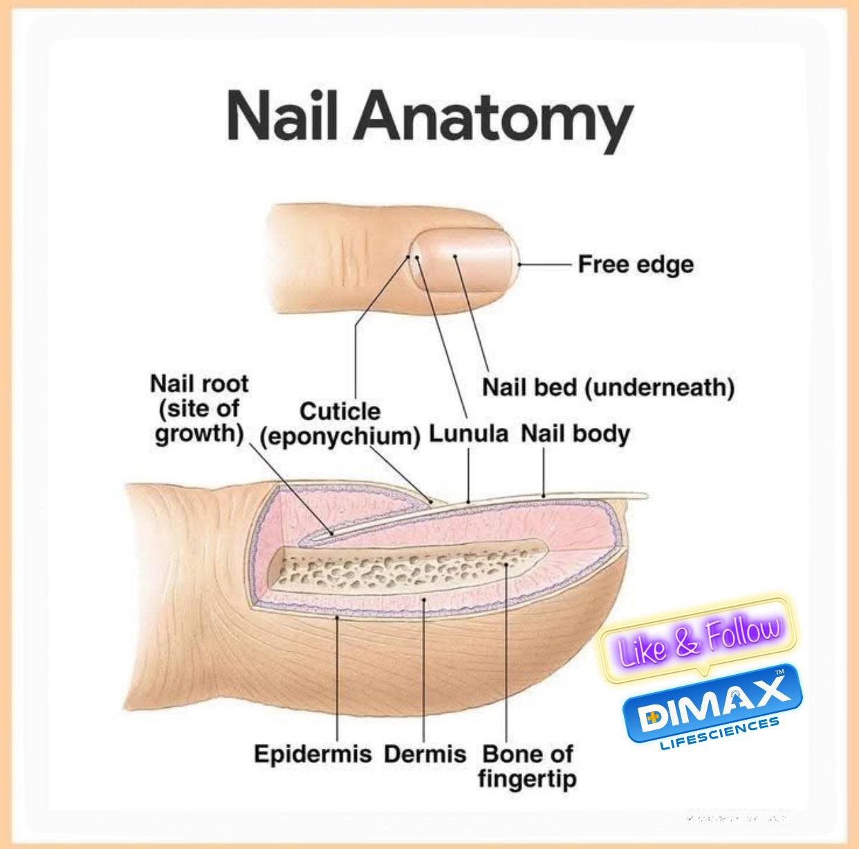 Dimax - 📌 Nail Anatomy Explained! 🏥💅 Our nails are more than just a ...