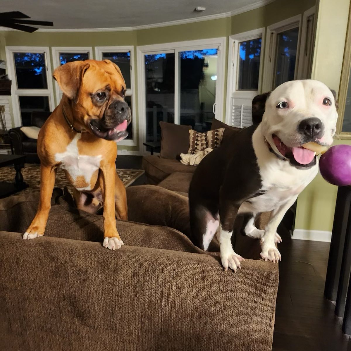 Congratulations to Maverick on... - Blue Ridge Boxer Rescue