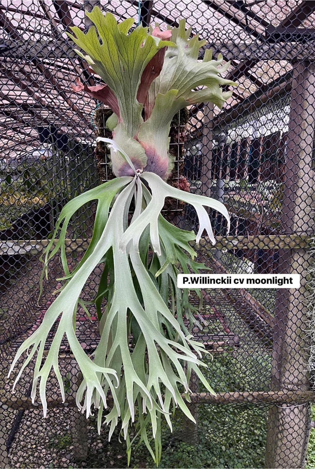 Platycerium Willinckii Moonlight | 月光