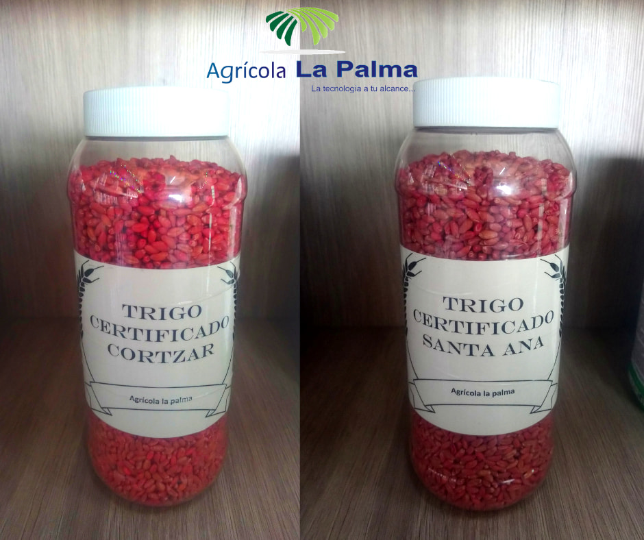Agrícola - TRIGO CORTAZAR Y SANTA ANA CERTIFICADOS. DE VENTA EN ...