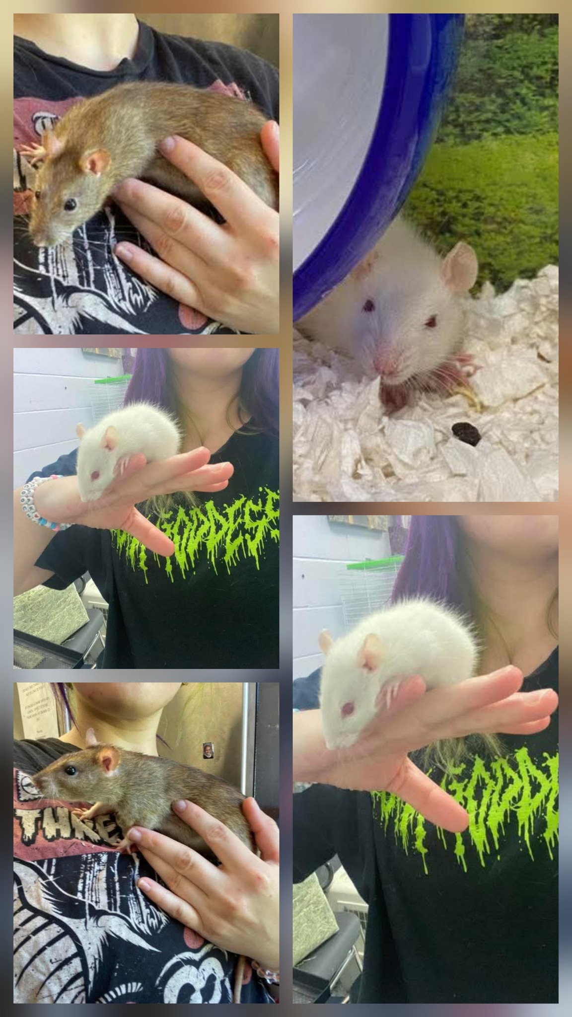 Pick - We have 3 sweet rats available for adoption! 🐀 Ratatouille - 1 ...
