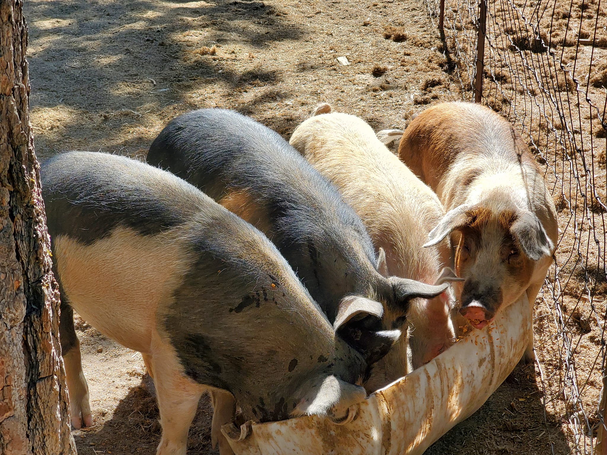 We have a date set for 3 hogs for... - It's the Lord's Farm | Facebook