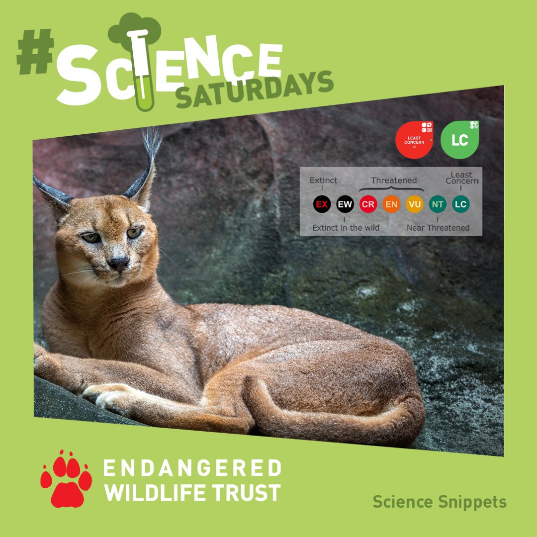 Endangered - What does Least Concern on the Red List mean? Our animal ...