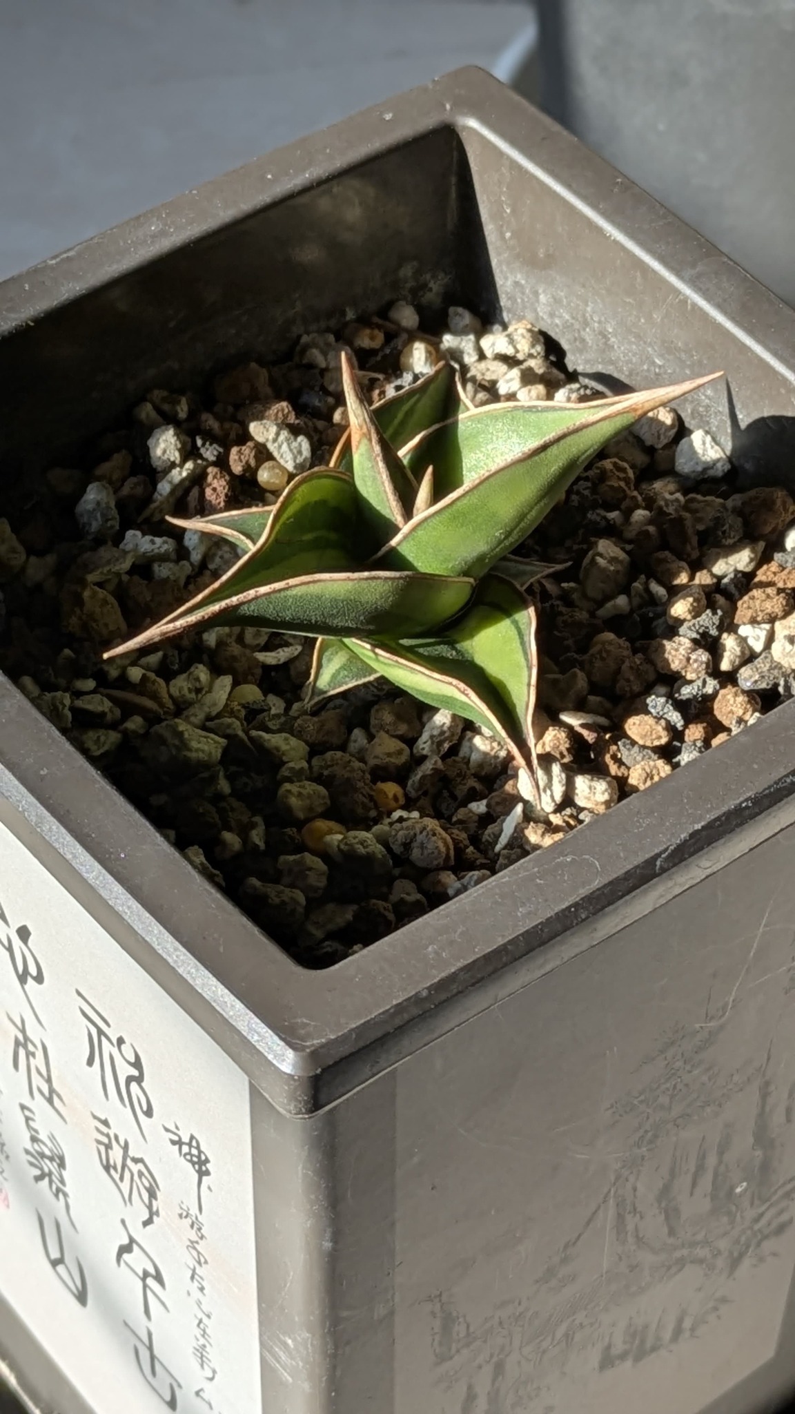 サンスベリア Variegated Sansevieria Pingren