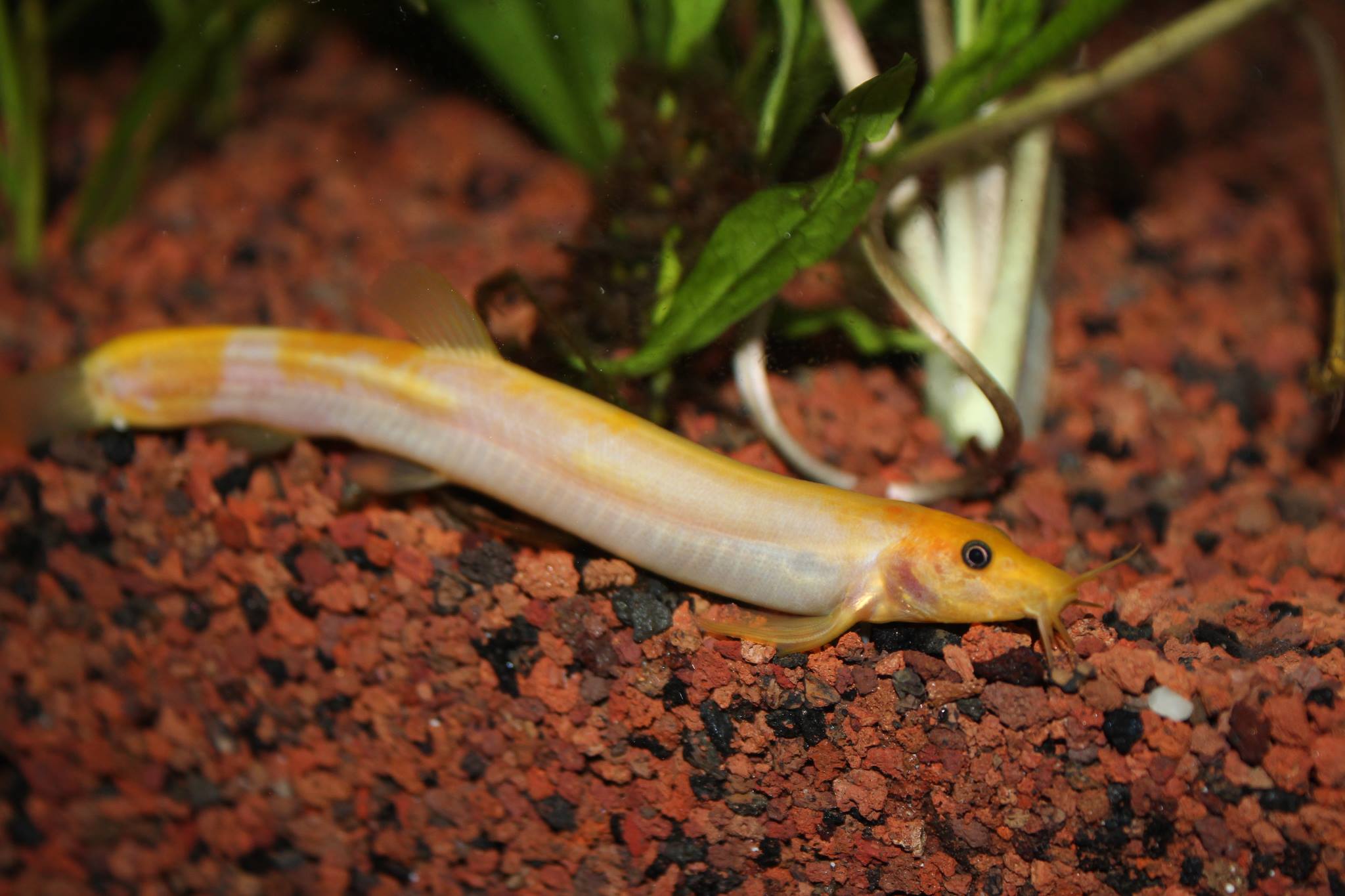 Dojo Weather Loaches