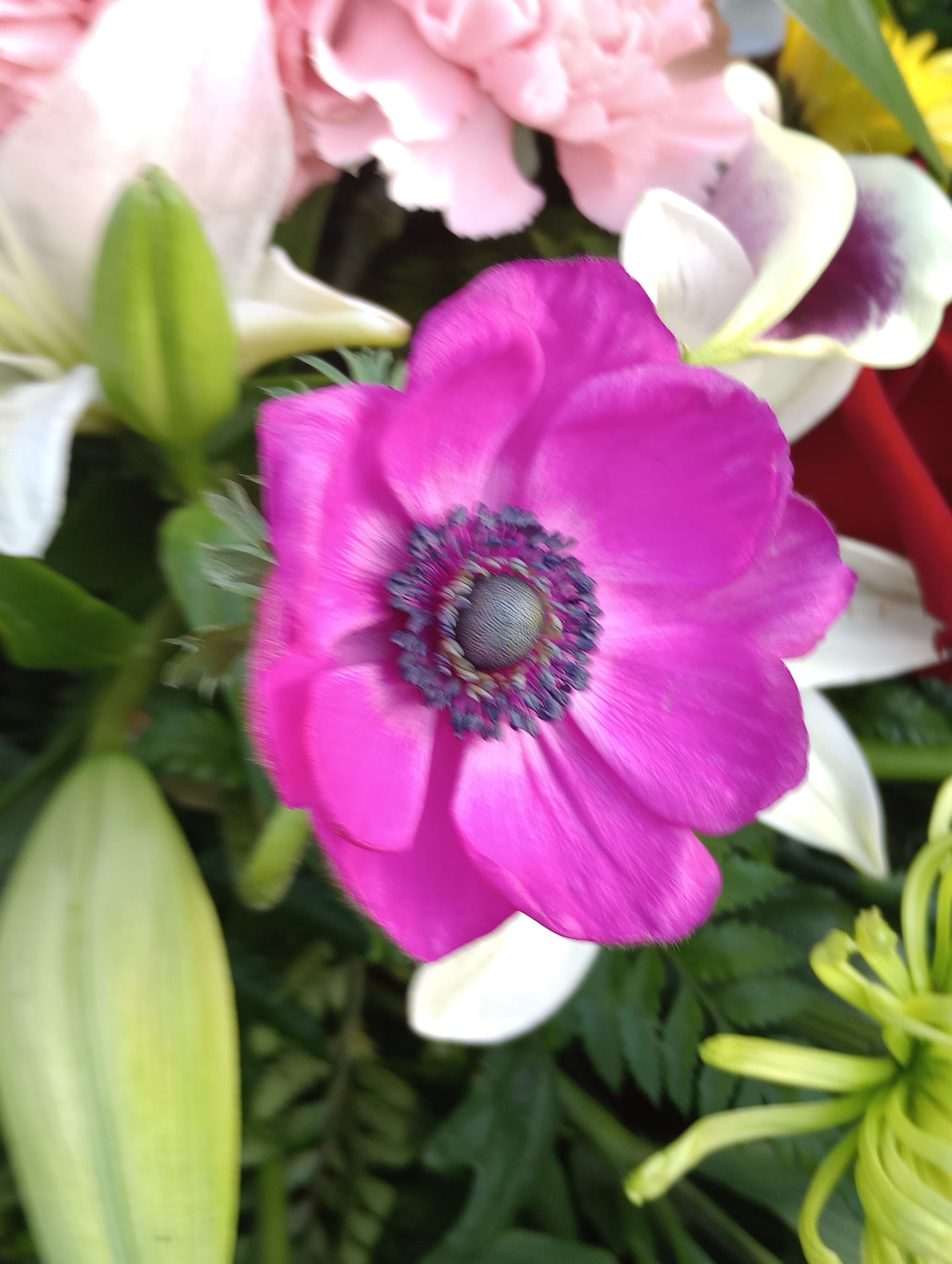 Is this a plant or a flower?” 🌿🌸