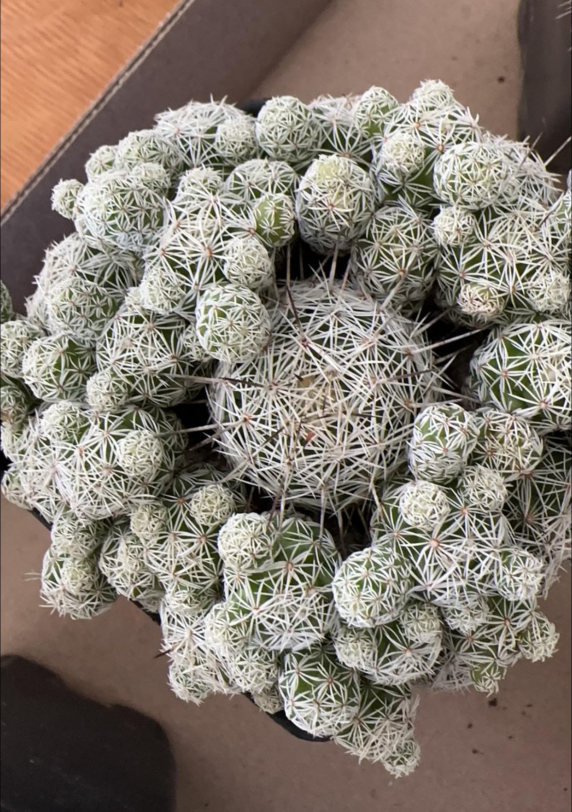 Could anyone tell me the name of this cactus please.