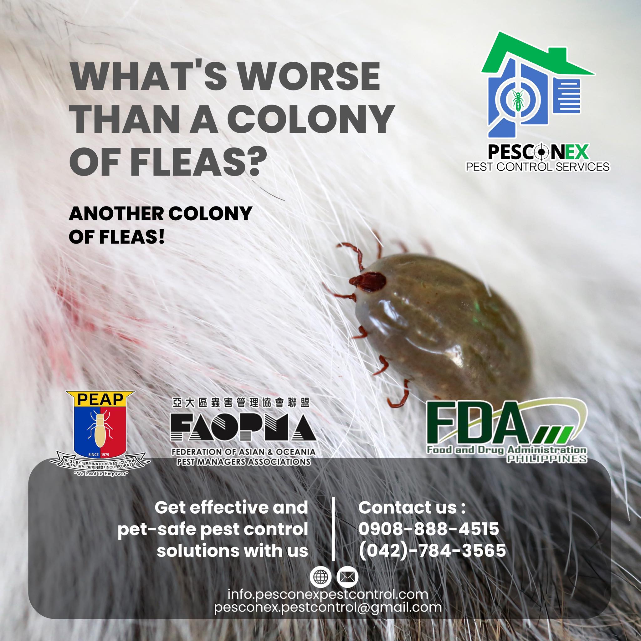 Pesconex - Remember, preventing flea infestations requires a consistent ...