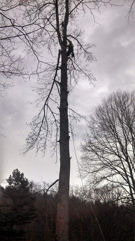 Top Notch Tree Care & Wood Products | Canton NC