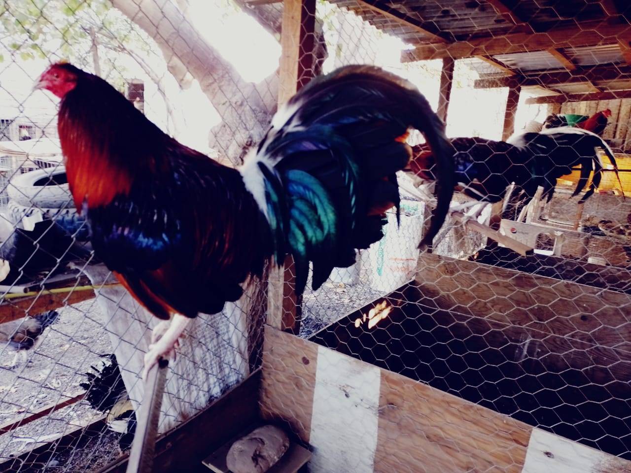 El Asil GameFarm