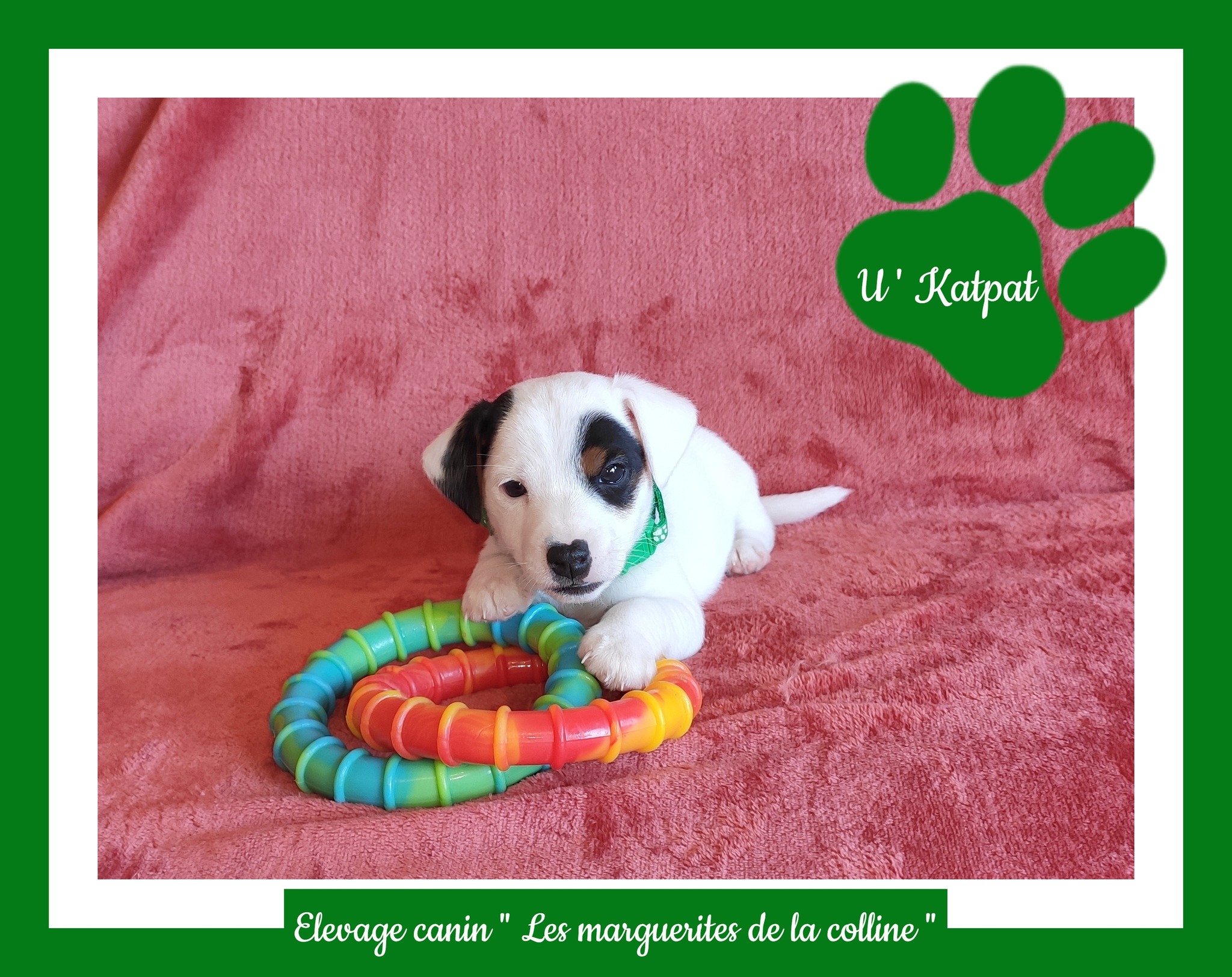 Elevage Canin Les Marguerites De La Colline