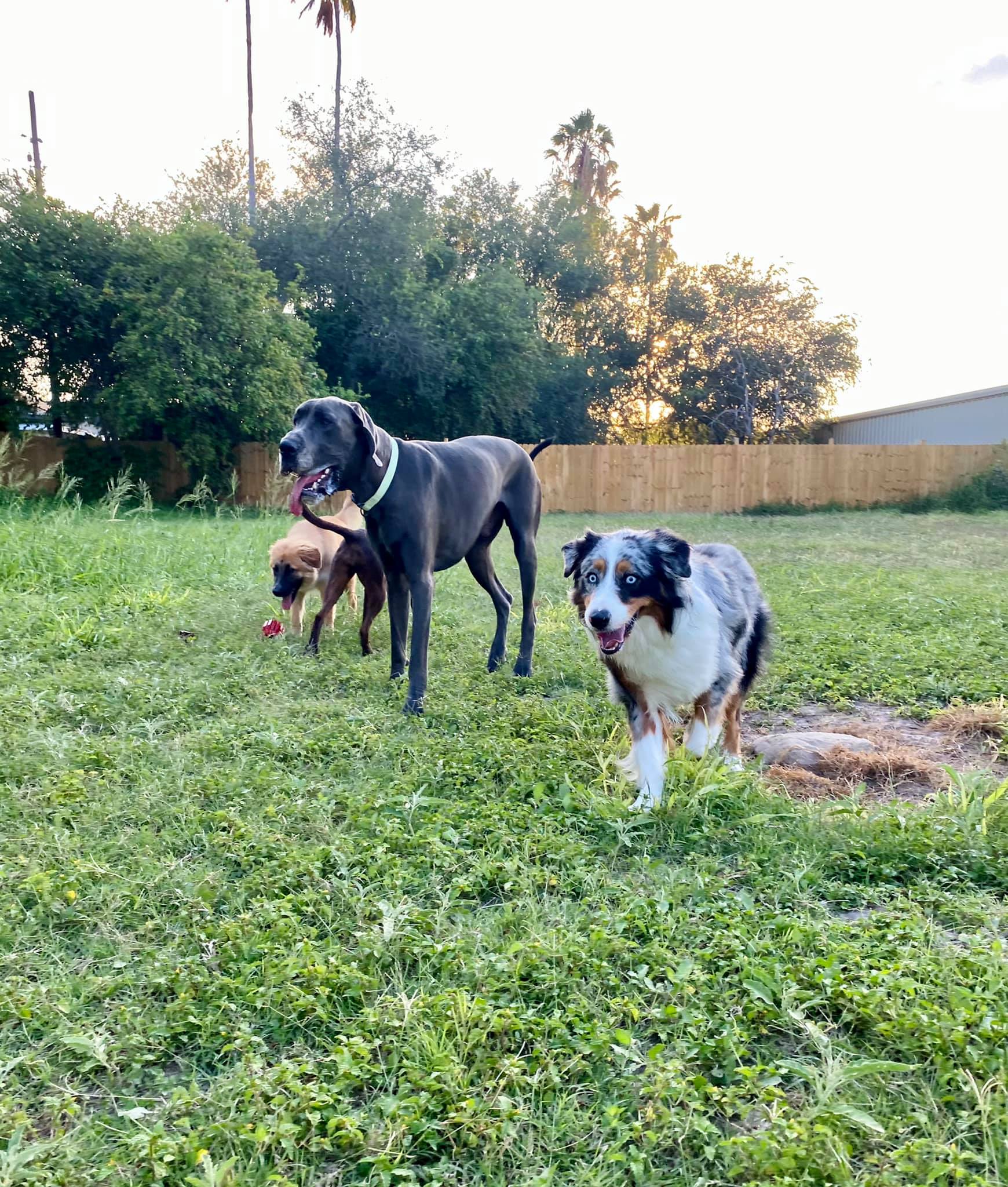 We’ve got a great weekend... - Friendly Paws Dog Daycare