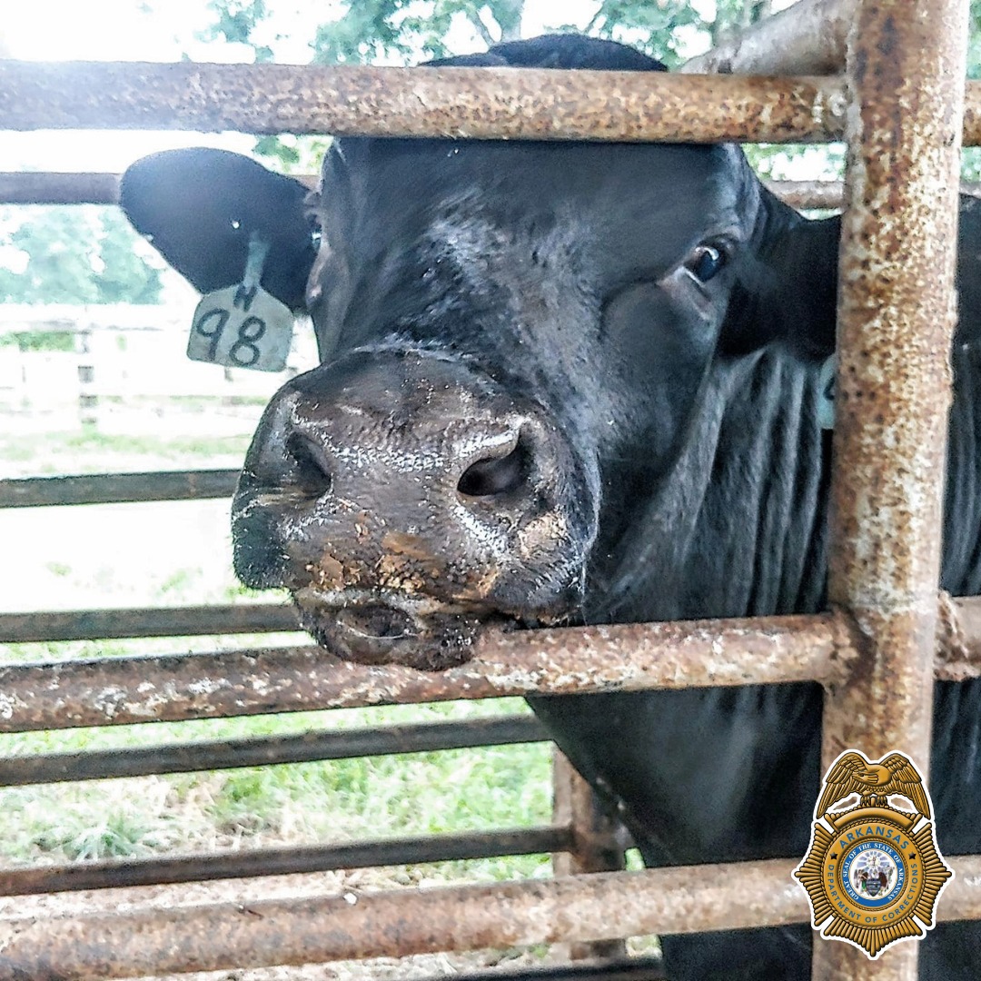 Happy Cow... - Arkansas Department of Corrections