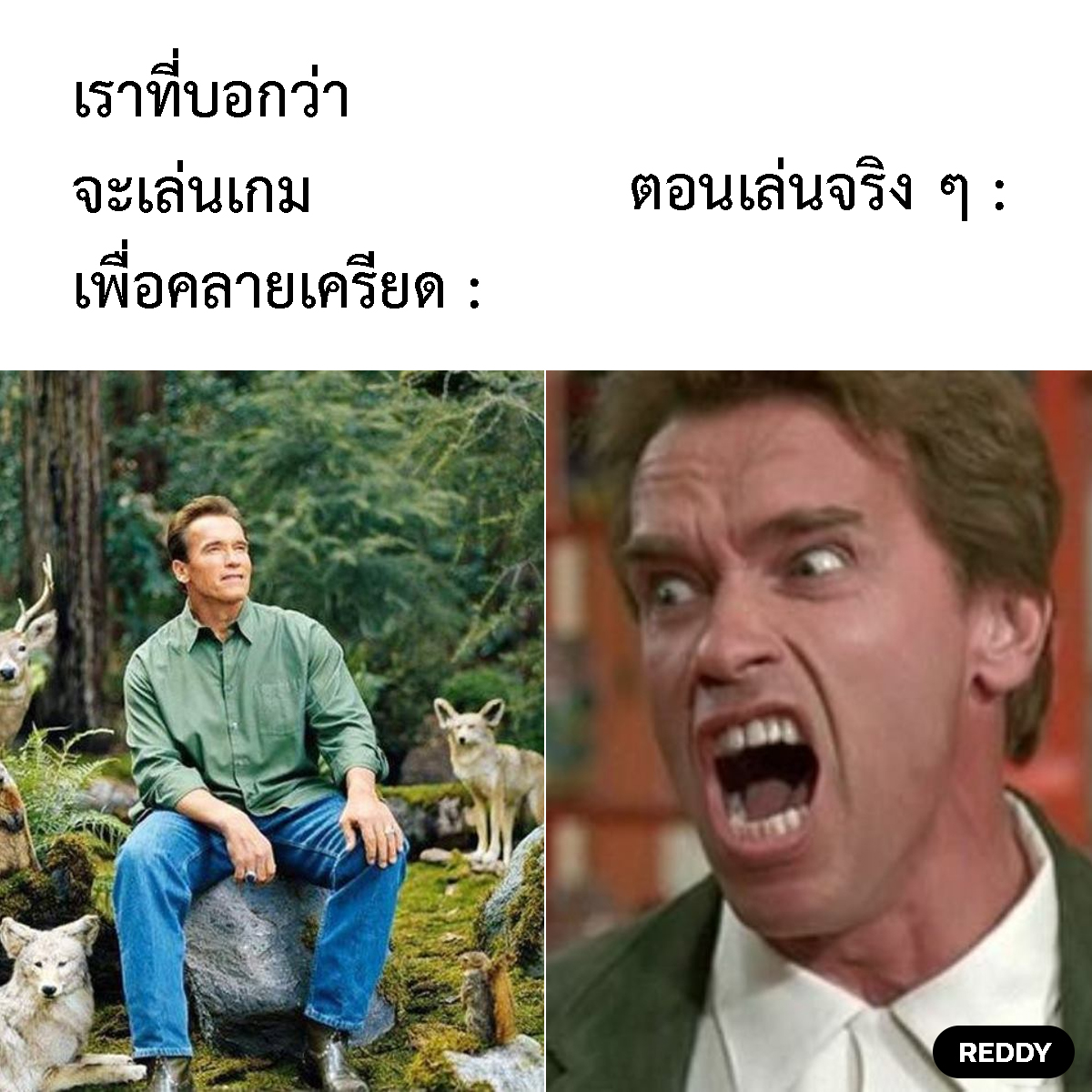 REDDY - จะคลายเครียด แต่เครียดกว่าเดิม #REDDY #MEME