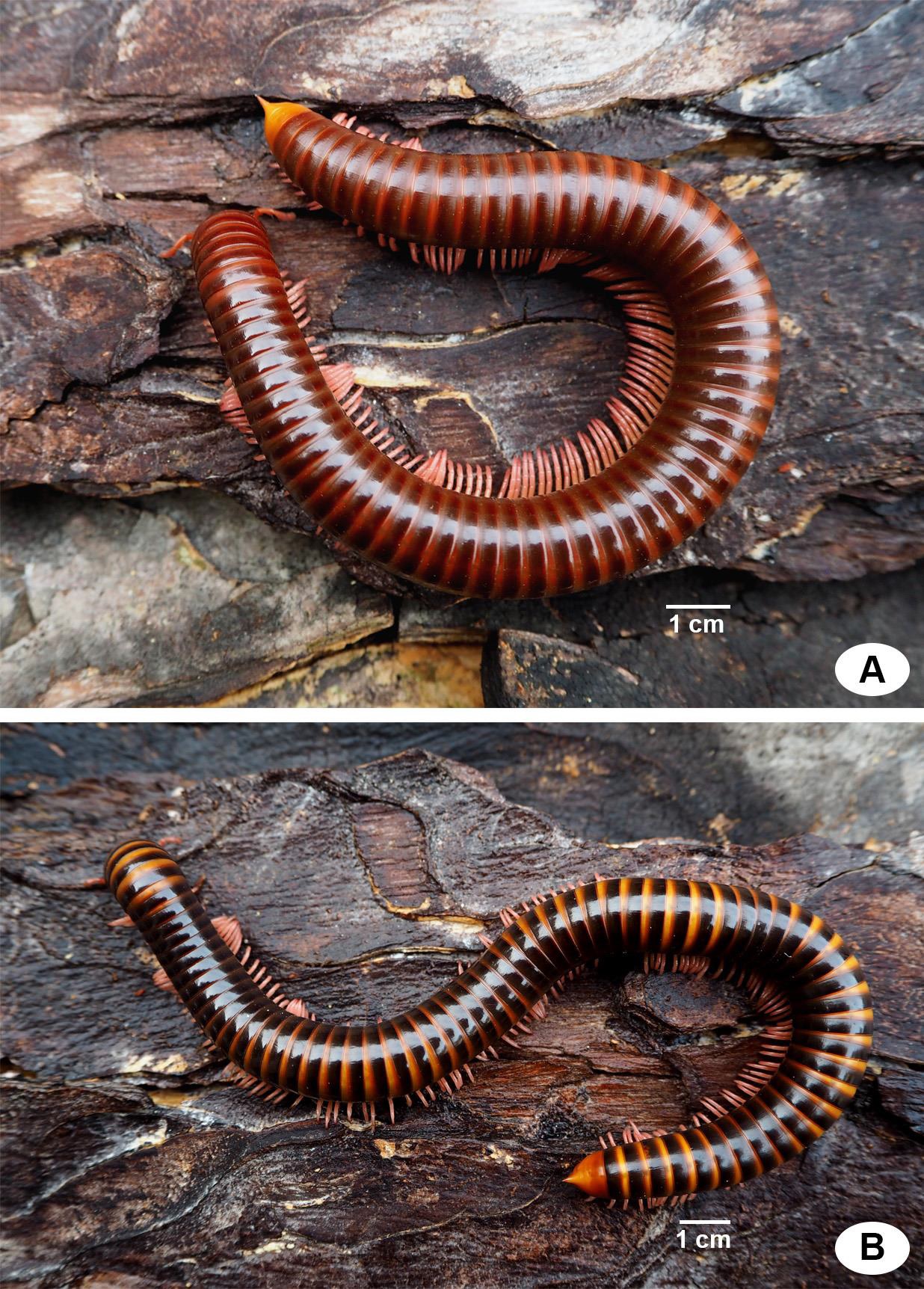 ***งานวิจัยใหม่:... - Animal Systematics Research Unit, CU | Facebook